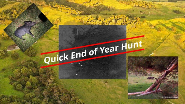 End of Year Hunt for Pigs