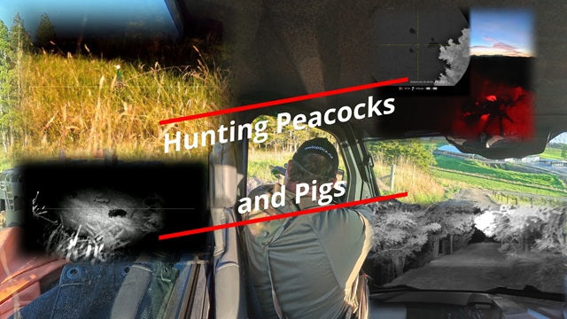 Hunting Pigs and Peacocks at Night | PARD Scopes & Polaris 1500